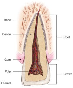 Traumatic Dental Injuries Diagram 1