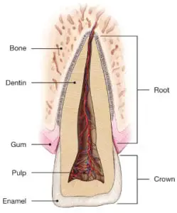 Traumatic Dental Injuries Diagram 1